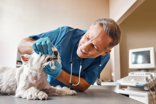 Best Mobile Emergency Dentist in Berthoud, CO